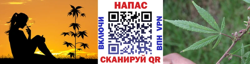как найти   Апрелевка  Конопля сатива 